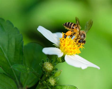 遇到蜜蜂|夏天出遊遇到蜜蜂 達人教你和它和平相處